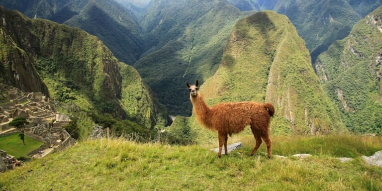 Into the Wild Amazon Expedition: Dive Deep into Nature’s Greatest Wilderness